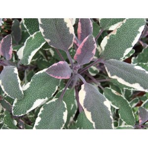Šalvia hájna (Salvia nemorosa) ´TRICOLOR´ kont.P9